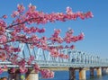 2017 February 17. Chiba Japan. Japanese full blooming pink cherry blossom sakura tree branch with blurred Tozai line train ahead t Royalty Free Stock Photo