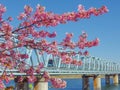 2017 February 17. Chiba Japan. Japanese full blooming pink cherry blossom sakura tree branch with blurred Tozai line train ahead t Royalty Free Stock Photo