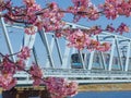 2017 February 17. Chiba Japan. Japanese full blooming pink cherry blossom sakura tree branch with blurred Tozai line train ahead t Royalty Free Stock Photo