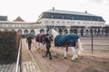 February 20, 2019. Denmark. Copenhagen. Training bypass Adaptation of a horse in the royal stable of the castle Christiansborg