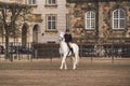 February 20, 2019. Denmark. Copenhagen. Training bypass Adaptation of a horse in the royal stable of the castle Christiansborg