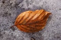 February in the forest, autumn leaf in the snow, close-up