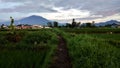 February 2,2024,foto of Rice fields and gede mountain in cianjur, Indonesia