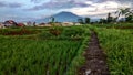 February 2,2024,foto of Rice fields and gede mountain in cianjur, Indonesia