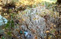 Frozen raindrops encase leaves after freezing rain