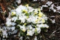 February nature winter scenes of Zagreb`s surroundings, primrose, Croatia Royalty Free Stock Photo