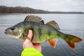 February perch fishing