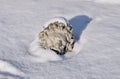 February 18, 2021, Russia, Tula. head sculptures of an ancient figure covered with snow