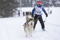 February 21, 2021, Saint Petersburg, Leningrad Region, Russia. Alaskan malamute sled dog pulls child skier through the snow in