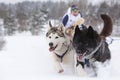 Dog sledding race, cute Siberian husky dogs pulling sleds