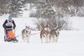February 21, 2021, Saint Petersburg, Leningrad Region, Russia. Amateur dog sledding race, cute Siberian husky dogs pulling sleds