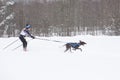 February 21, 2021, Saint Petersburg, Leningrad Region, Russia. Dog pulls skier through the snow field in winter on training