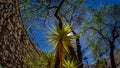 Tejeda village Canary island Spain