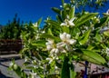 Tejeda village Canary island Spain