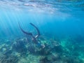 2 February 2019-Thailand::diver is snorkeling at Similan island