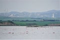 African flamingoes feed calmly in Acrotiri salt lake, Cyprus