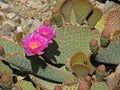 February Prickly Pear Cactus in Bloom