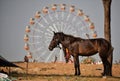 Pushkar camel festival