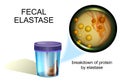 Fecal elastase. coprology