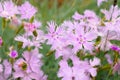 Feder-Nelke, Dianthus plumarius - Dianthus plumarius, carnation family flowers Royalty Free Stock Photo