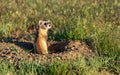 Federally Endangered Black-footed Ferret on the Plains of Colorado Royalty Free Stock Photo