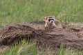 A Federally Endangered Black-footed Ferret Royalty Free Stock Photo