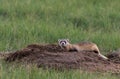 A Federally Endangered Black-footed Ferret Royalty Free Stock Photo