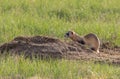 A Federally Endangered Black-footed Ferret Royalty Free Stock Photo