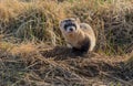 An Endangered Black-footed Ferret in a Prairie Dog Town Royalty Free Stock Photo