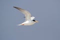 Federally Endangered Least Tern Royalty Free Stock Photo