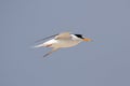 Federally Endangered Least Tern Royalty Free Stock Photo