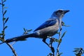 Federally protected Florida scrub jay bird perched on scrub oak Royalty Free Stock Photo