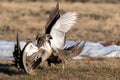 A Federally Threatened Greater Sage Grouse Battle for Supremacy