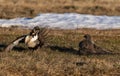 A Federally Threatened Greater Sage Grouse Battle for Supremacy