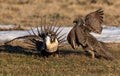 A Federally Threatened Greater Sage Grouse Battle for Supremacy