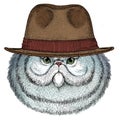 Persian longhair cat. Pet portait. Animal head. Fedora classic hat.