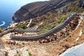 Donkeys in Santorini, Greece