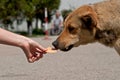 Human hand feeding a dog 
