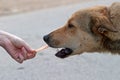 Human hand feeding a dog 
