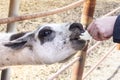 Feed animals. Portrait of a white llama