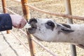 Feed animals. Portrait of a white llama