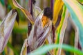 Feed corn field close up