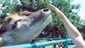 The animal in the zoo sniffs a woman`s hand,touch the animal of the wild fauna,close-up.Cana antelope Royalty Free Stock Photo