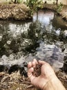 feed the fish in the pond Royalty Free Stock Photo