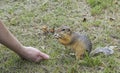 Feed the gophers on the lawn in the city Park