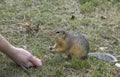 Feed the gophers on the lawn in the city Park