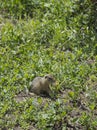 Feed the gophers on the lawn in the city Park