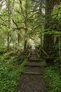 A mossy green forest walking path Royalty Free Stock Photo