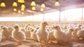 feed hatchery chicken farm