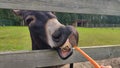Funny Face Horse With Carrots. Royalty Free Stock Photo